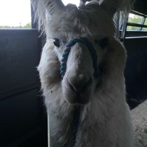 Meet your Posher, Peggy